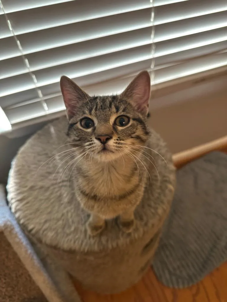 A baby small-sized female Domestic Short Hair cat named Willow for adoption in Darien, GA