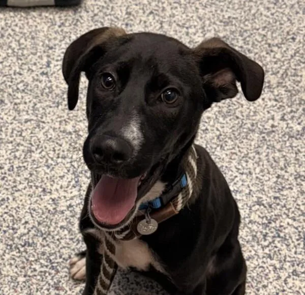 A baby medium-sized male Labrador Retriever dog named Skyler for adoption in Golden, CO