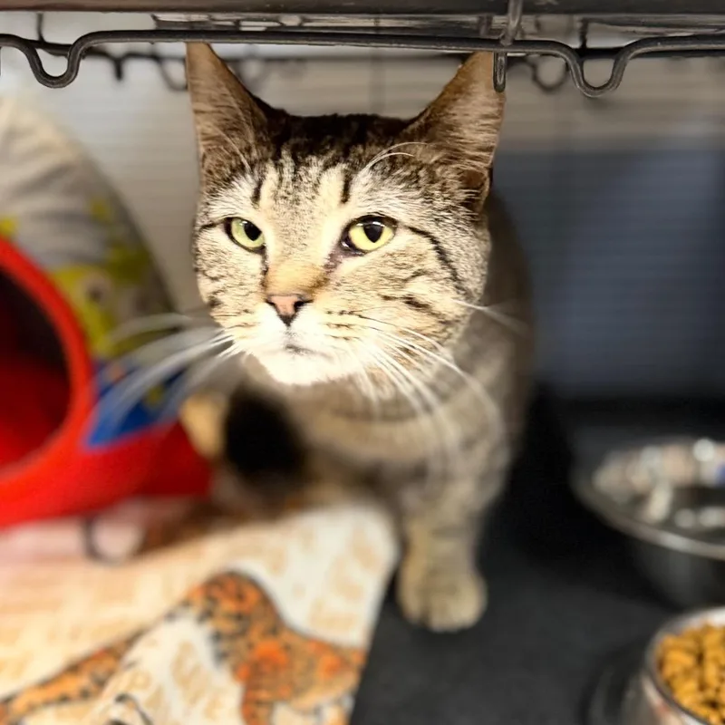 An adult medium-sized male Domestic Short Hair cat named Sloane for adoption in Portage, MI