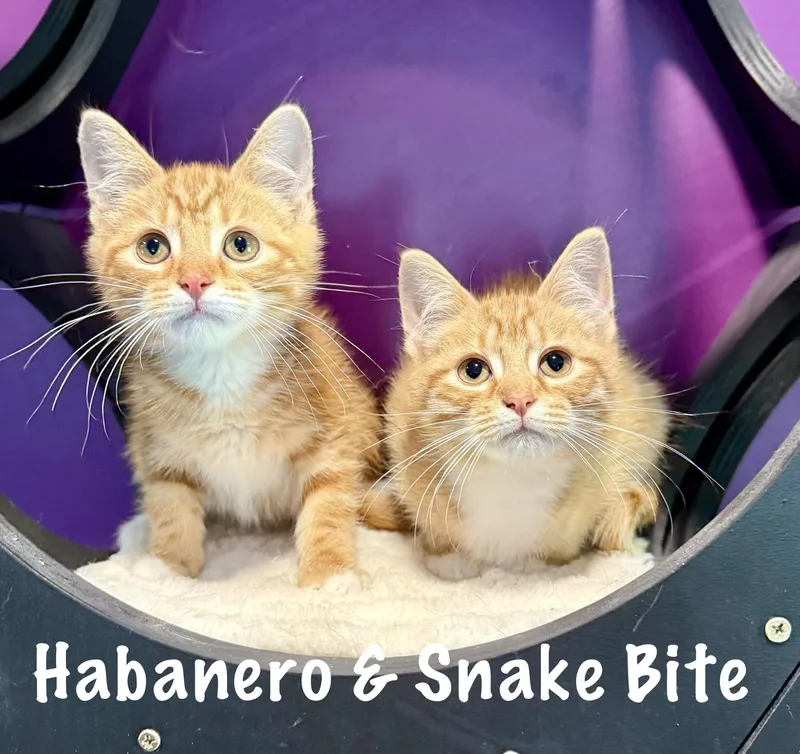 Snakebite & Habanero