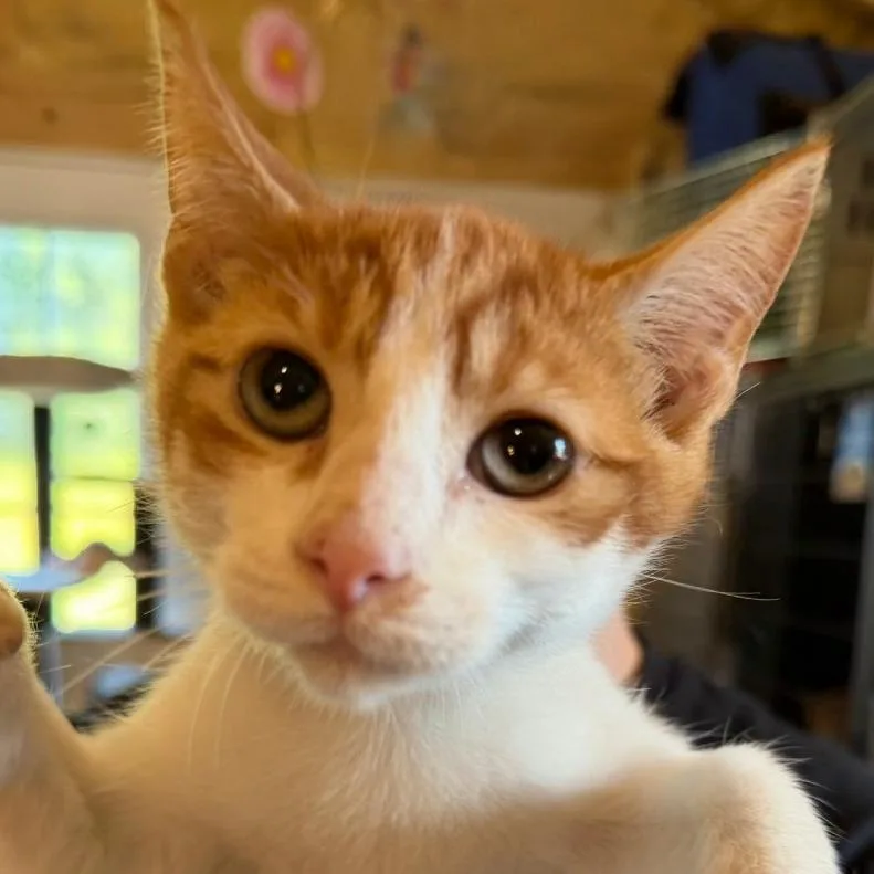 A baby small-sized male Domestic Short Hair cat named Pascal for adoption in Park Falls, WI