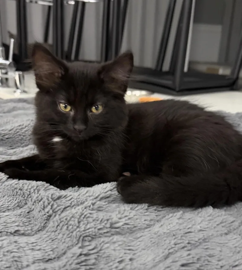 A baby small-sized male Domestic Medium Hair cat named Benny for adoption in Lockport, IL