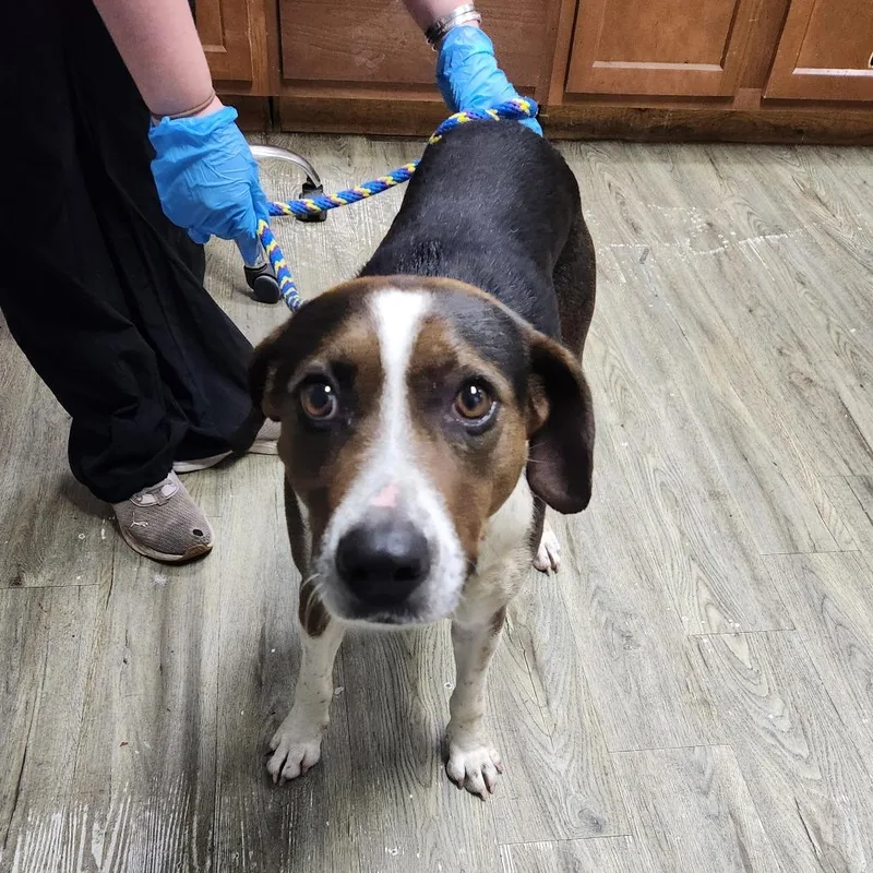 An adult medium-sized female Black Mixed Breed dog named Cello for adoption in Summerville, SC