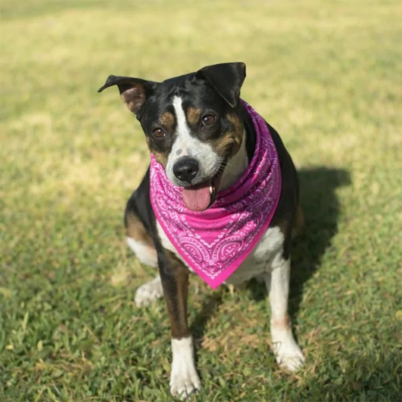 Tootsie Gs thumbnail 2