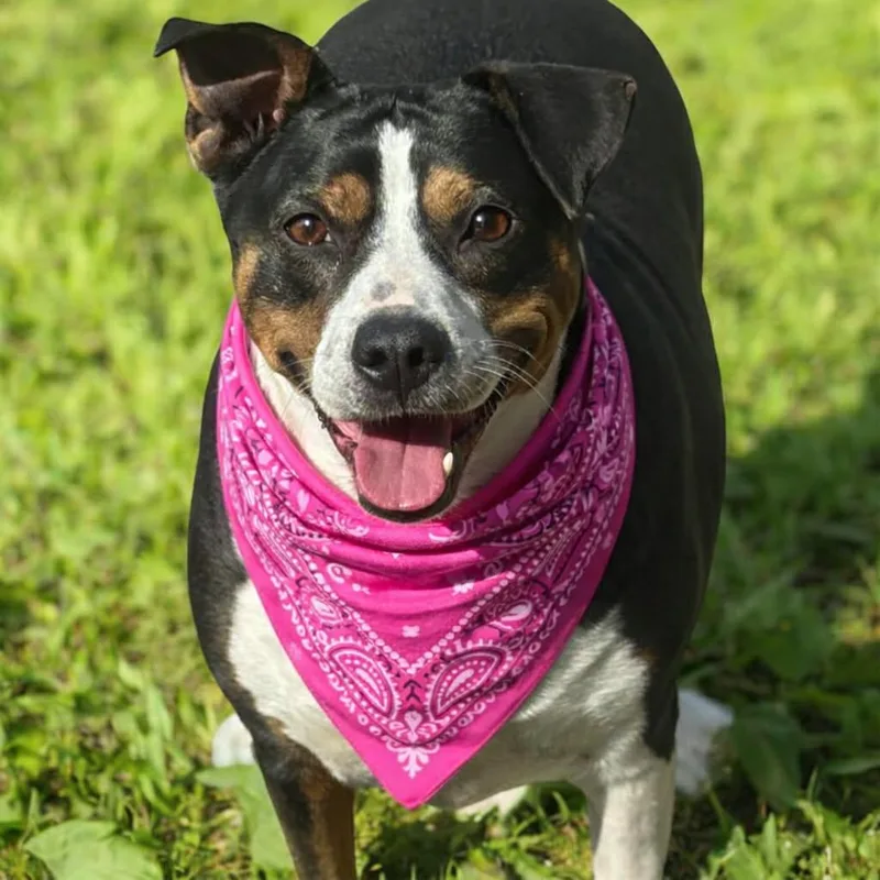 Tootsie Gs thumbnail 4