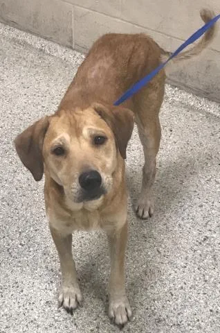 A young medium-sized female Labrador Retriever dog named Jazz for adoption in Conroe, TX
