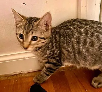 A baby small-sized female Brown / Chocolate Domestic Short Hair cat named Clover for adoption in Kansas City, MO