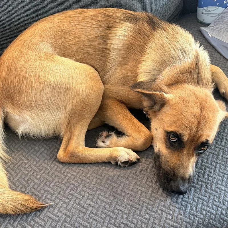 An adult medium-sized female Black Mouth Cur dog named Fia for adoption in Austin, TX