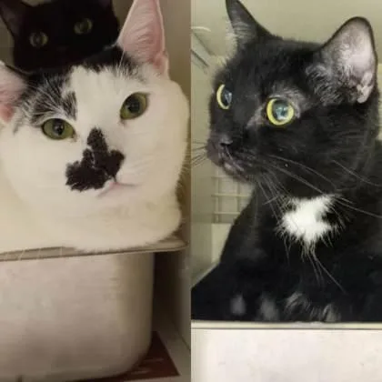 An adult small-sized male Domestic Short Hair cat named Toby for adoption in West Seneca, NY
