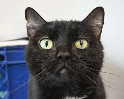 Toby thumbnail 3