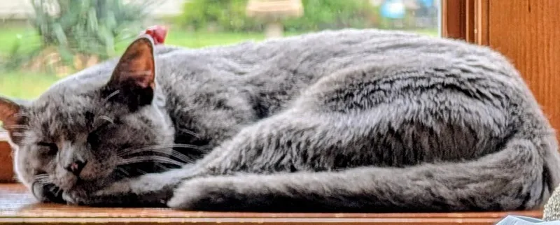 An adult medium-sized male Gray / Blue / Silver Domestic Short Hair cat named Fog for adoption in Muskegon, MI