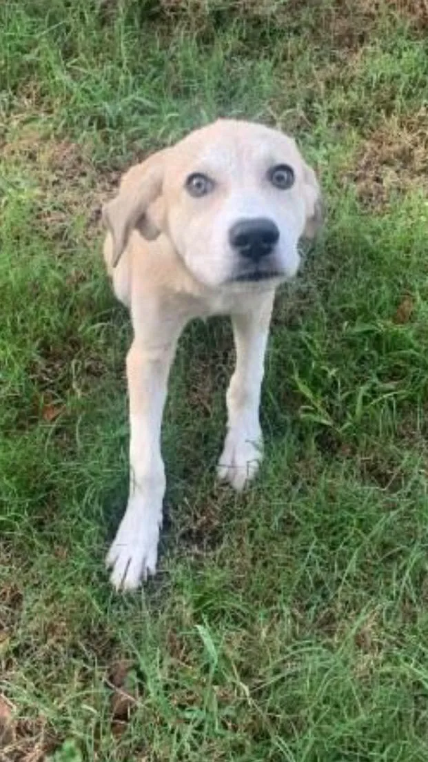 A baby medium-sized female Labrador Retriever dog named Dolly for adoption in Medfield, MA