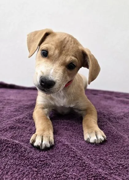 A young medium-sized male Mixed Breed dog named Scooby for adoption in Phoenix, AZ