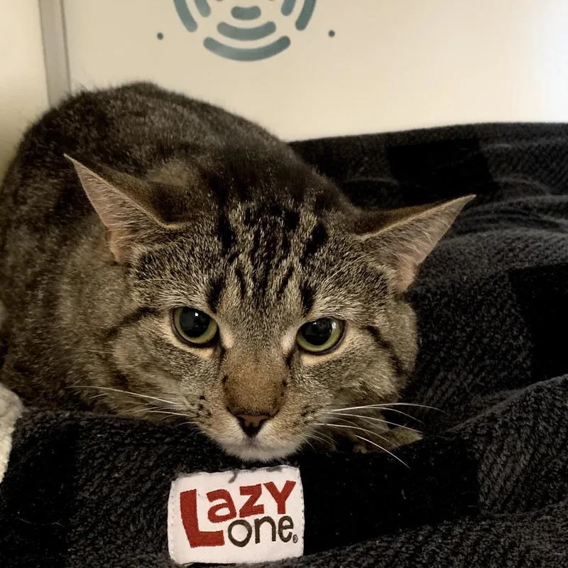 An adult small-sized male Brown / Chocolate Domestic Short Hair cat named Sonic for adoption in Boston, MA