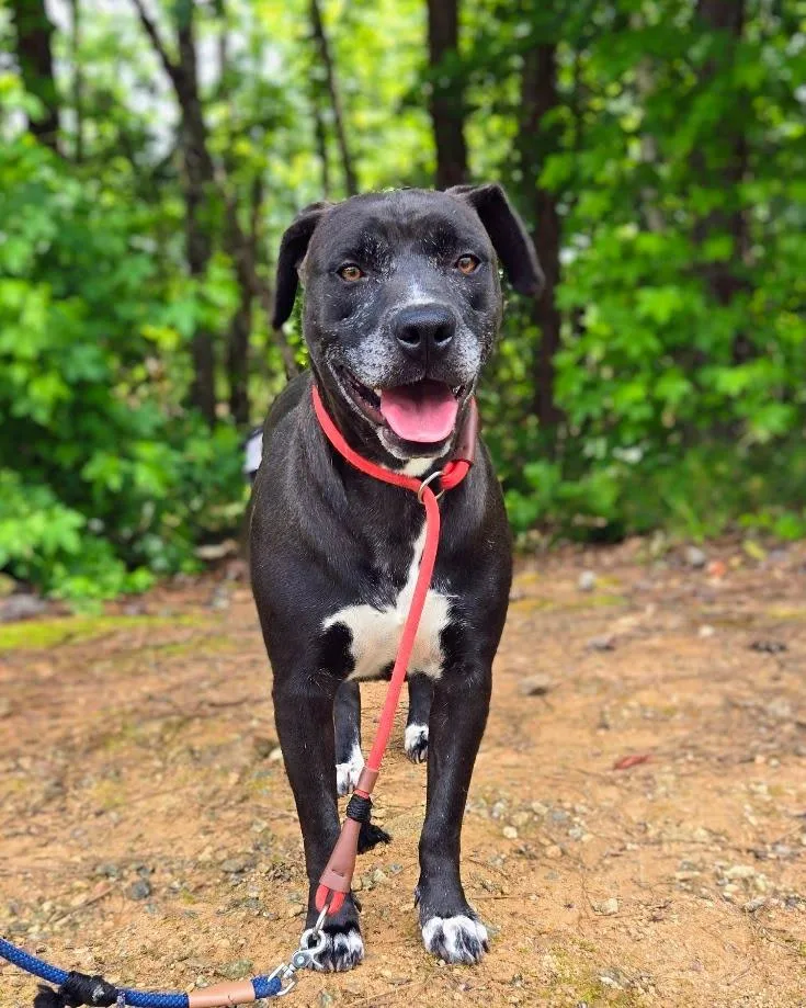 A young large-sized female Mixed Breed dog named Taffy for adoption in Douglasville, GA