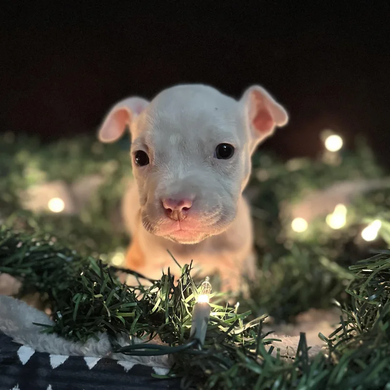 A young medium-sized female White / Cream Pit Bull Terrier dog named Mistletoe for adoption in Columbia, SC