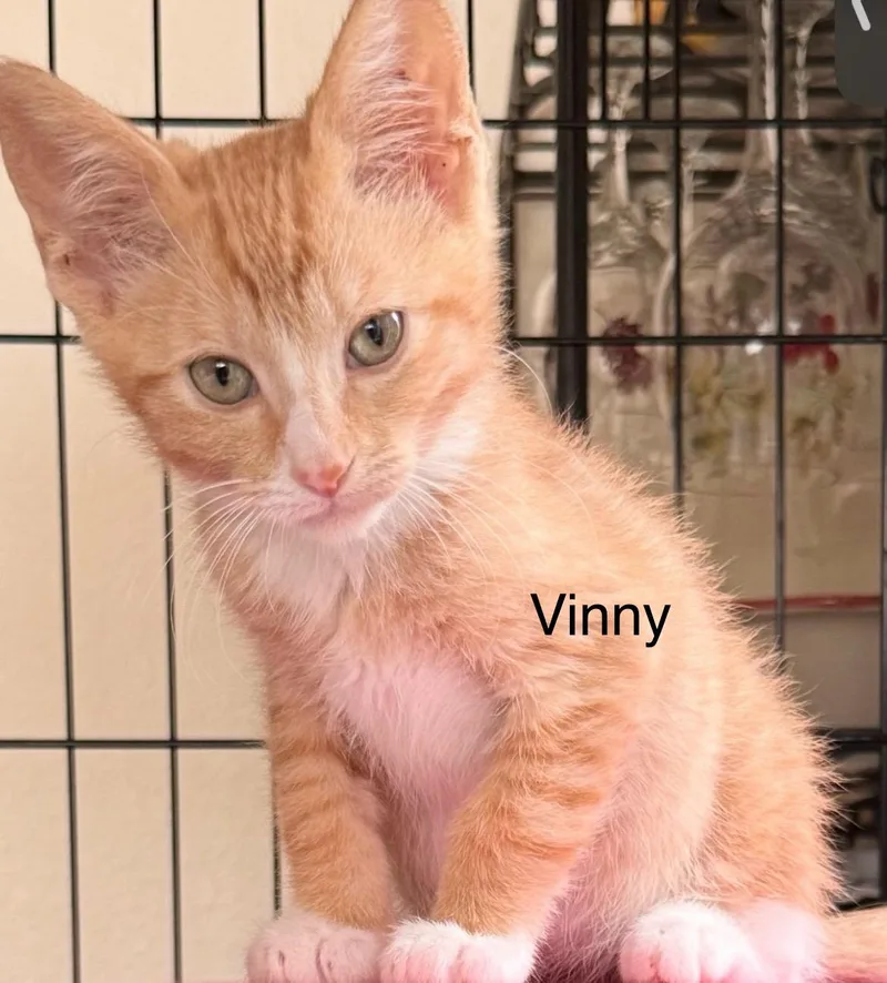 Vinnie