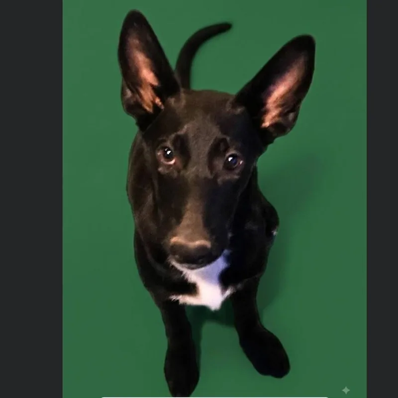 Apollo
