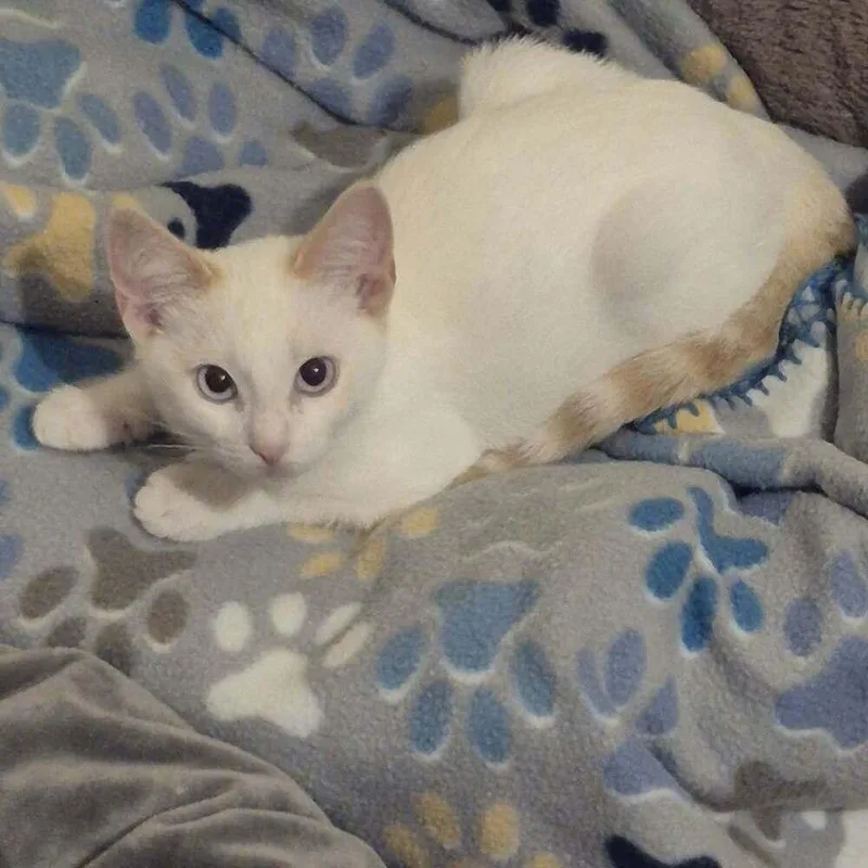 A baby medium-sized male Domestic Short Hair cat named Willie for adoption in tucson, AZ