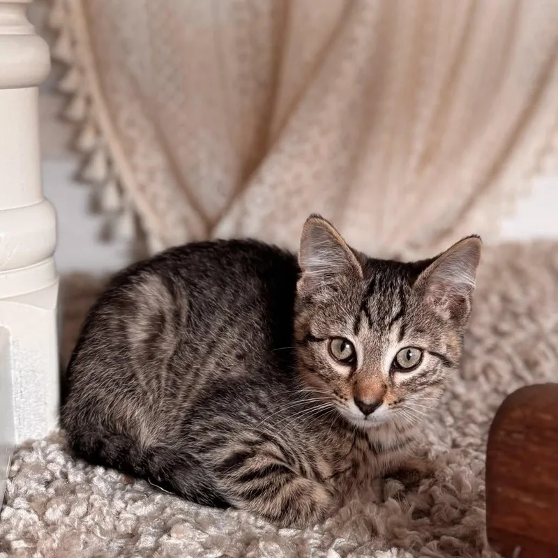 A young medium-sized male Tabby (Brown / Chocolate) Domestic Short Hair cat named Whipworm for adoption in Clinton, IL