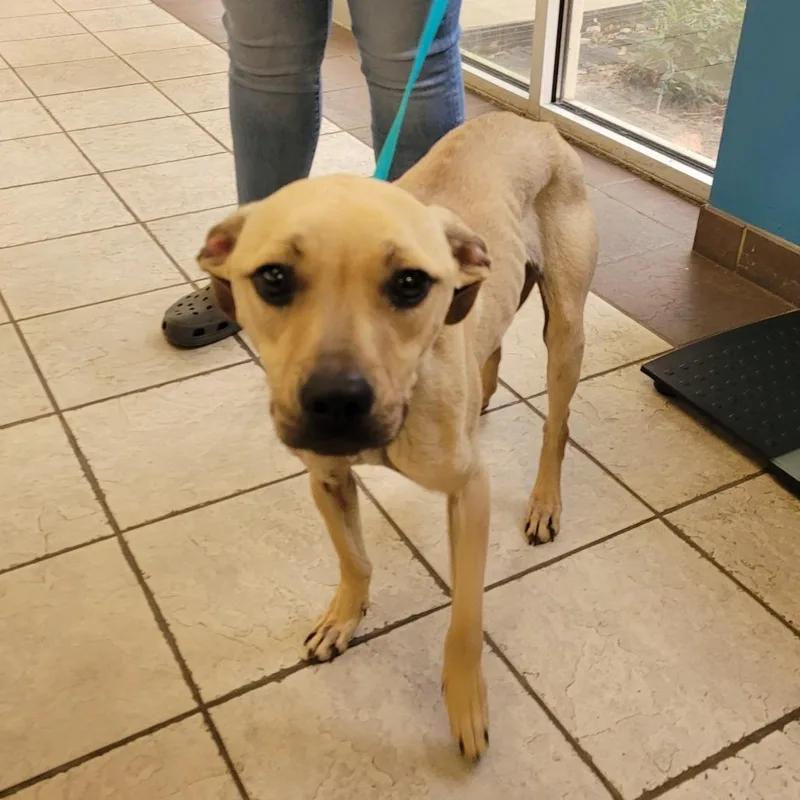 A young medium-sized female Apricot / Beige Mixed Breed dog named Lily for adoption in Columbus, GA