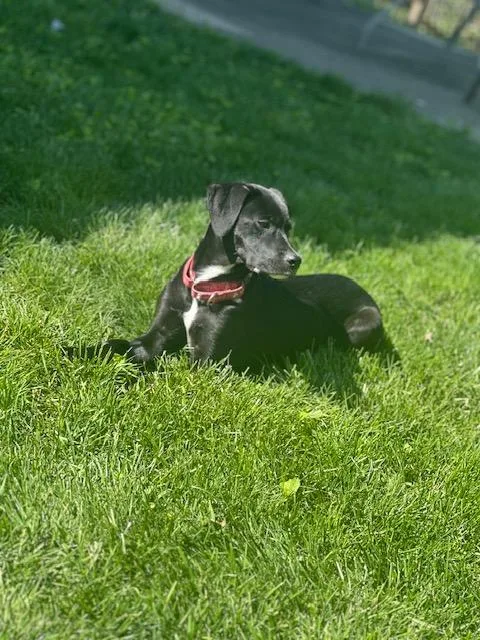 Cleo thumbnail 4