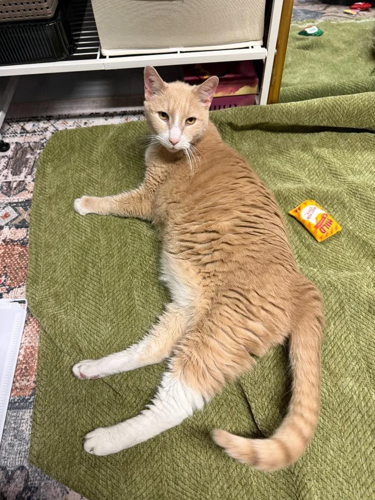 A senior medium-sized male Domestic Short Hair cat named Chester the Cheetah for adoption in Cincinnati, OH