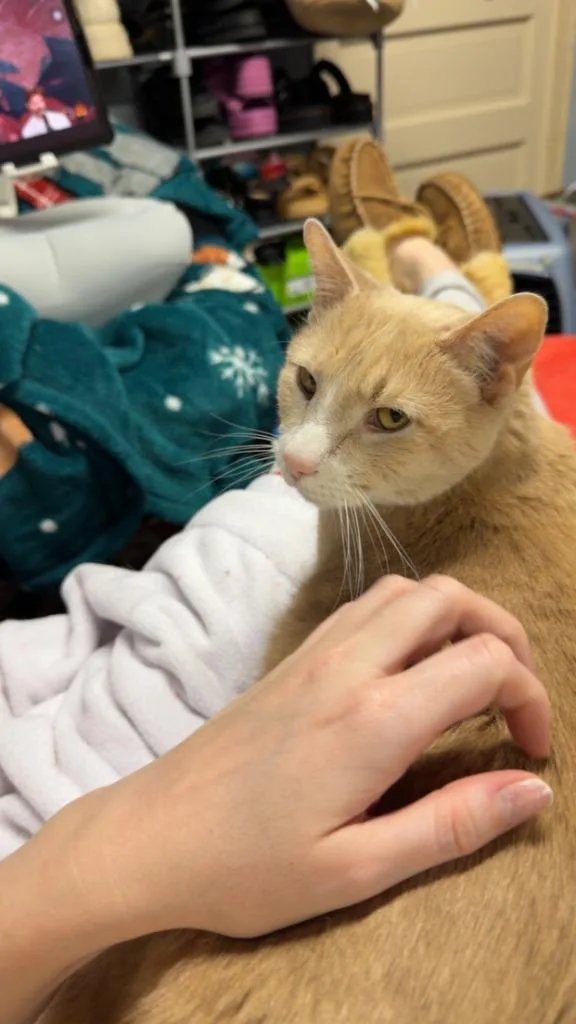 Chester the Cheetah thumbnail 6