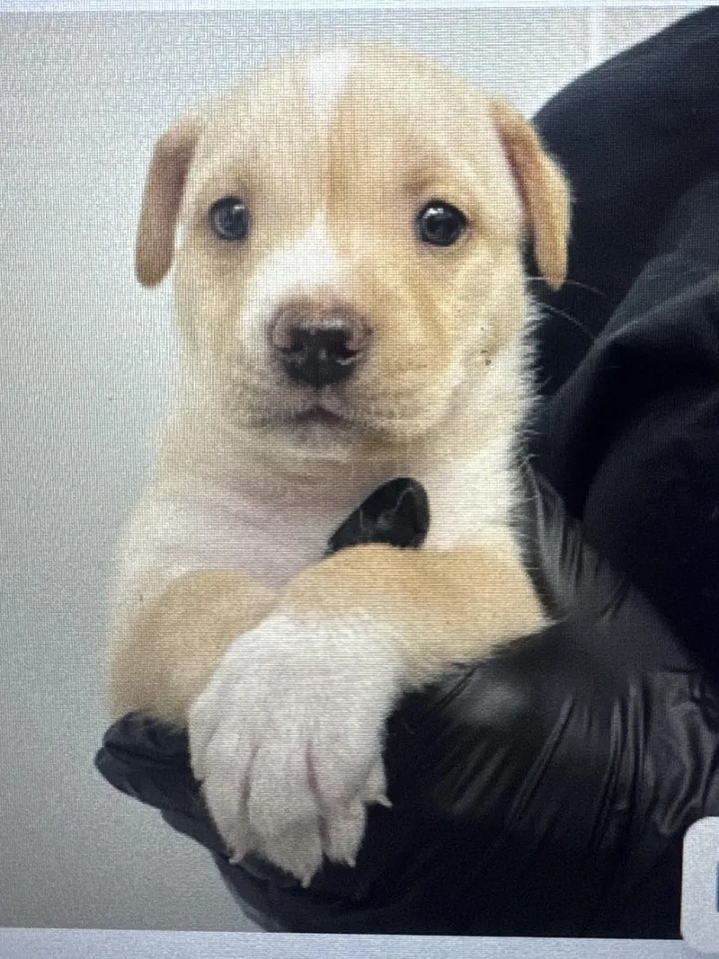 A baby medium-sized male Mixed Breed dog named Omelet for adoption in Copiague, NY