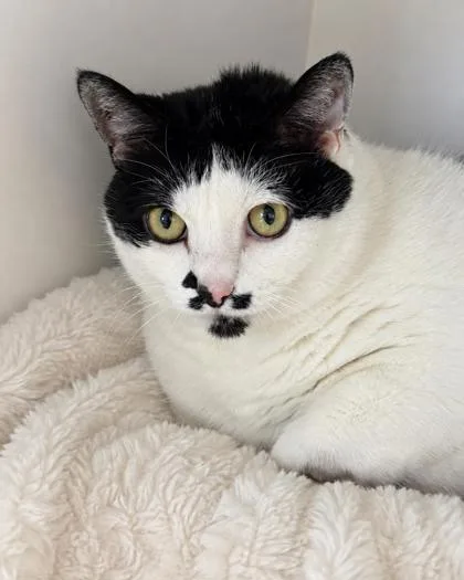 A senior small-sized female Domestic Short Hair cat named Ava for adoption in Gwinn, MI