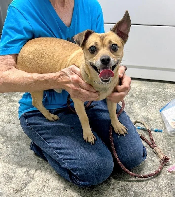 An adult small-sized male Chihuahua dog named Andy for adoption in Scottsburg, IN