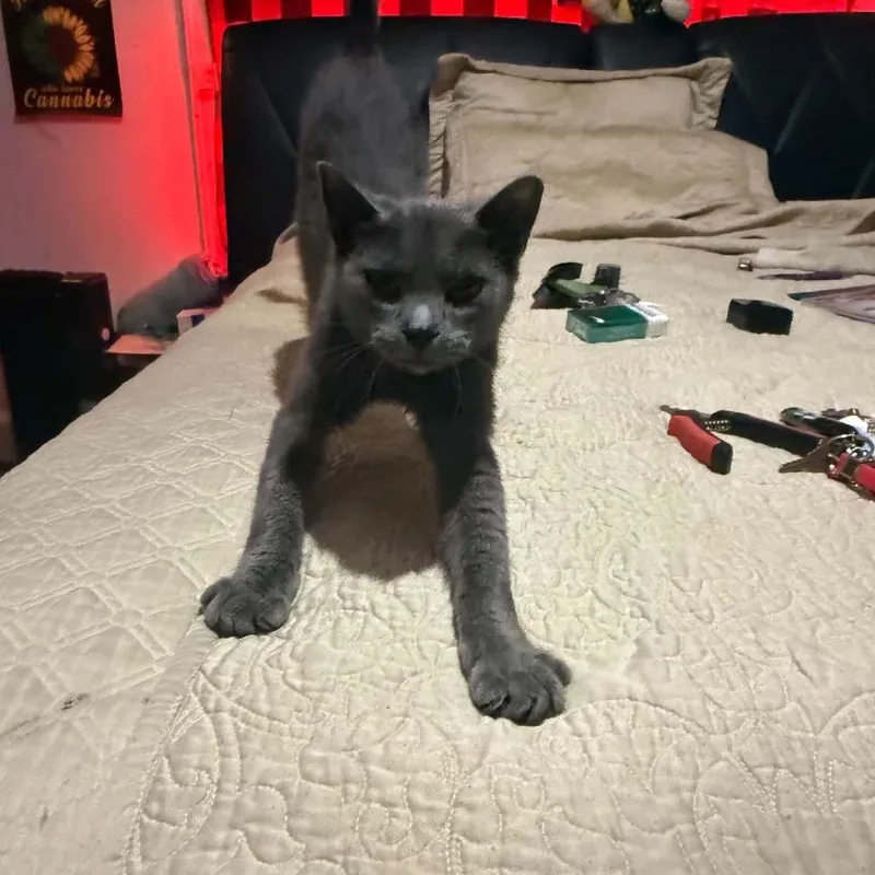 A young small-sized female Gray / Blue / Silver Domestic Short Hair cat named Whispers for adoption in Gonzales, LA