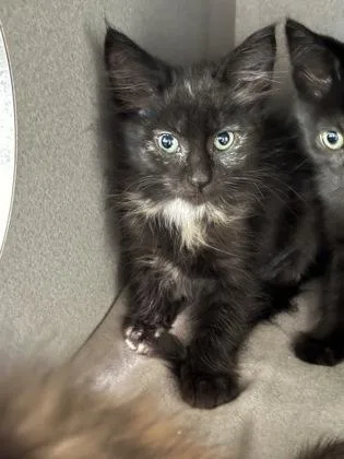 A baby small-sized female Domestic Short Hair cat named Calypso for adoption in Sacramento, CA