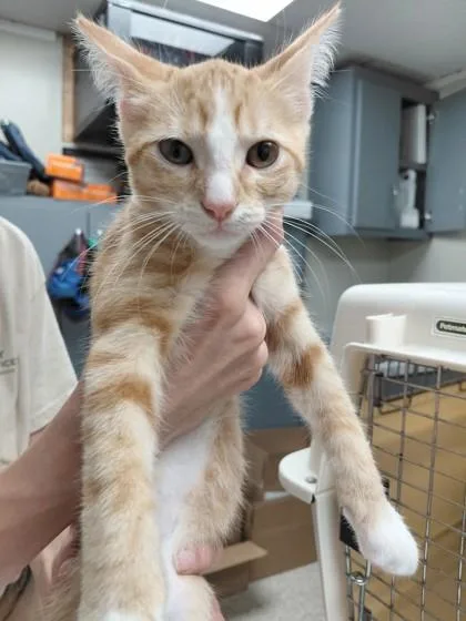 A young small-sized male Domestic Short Hair cat named Tuck for adoption in Conway, AR
