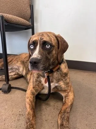An adult medium-sized female Brindle Mixed Breed dog named Joon for adoption in Mishawaka, IN