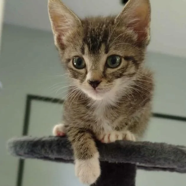 A baby small-sized female Domestic Short Hair cat named Miracle for adoption in Cumming, GA