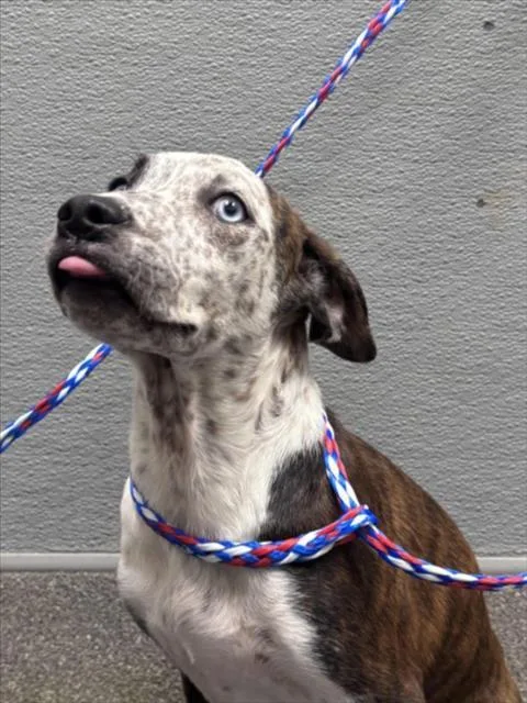 A baby small-sized female Pit Bull Terrier dog named Princess for adoption in Las Vegas, NV
