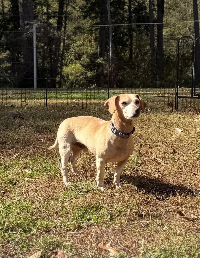 An adult small-sized male Apricot / Beige Dachshund dog named Buster for adoption in Kings Mountain, NC