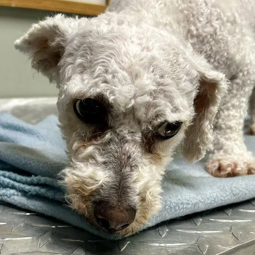 An adult small-sized female Yellow / Tan / Blond / Fawn Bichon Frise dog named Evelyn D for adoption in Frankfort, KY