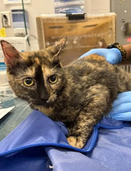 An adult medium-sized female Domestic Short Hair cat named Booboo for adoption in Gastonia, NC