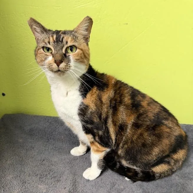 An adult medium-sized female Calico Domestic Short Hair cat named Flameshsfcalico for adoption in La Plata, MD