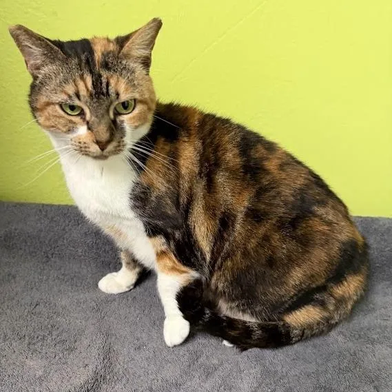 Flameshsfcalico thumbnail 3