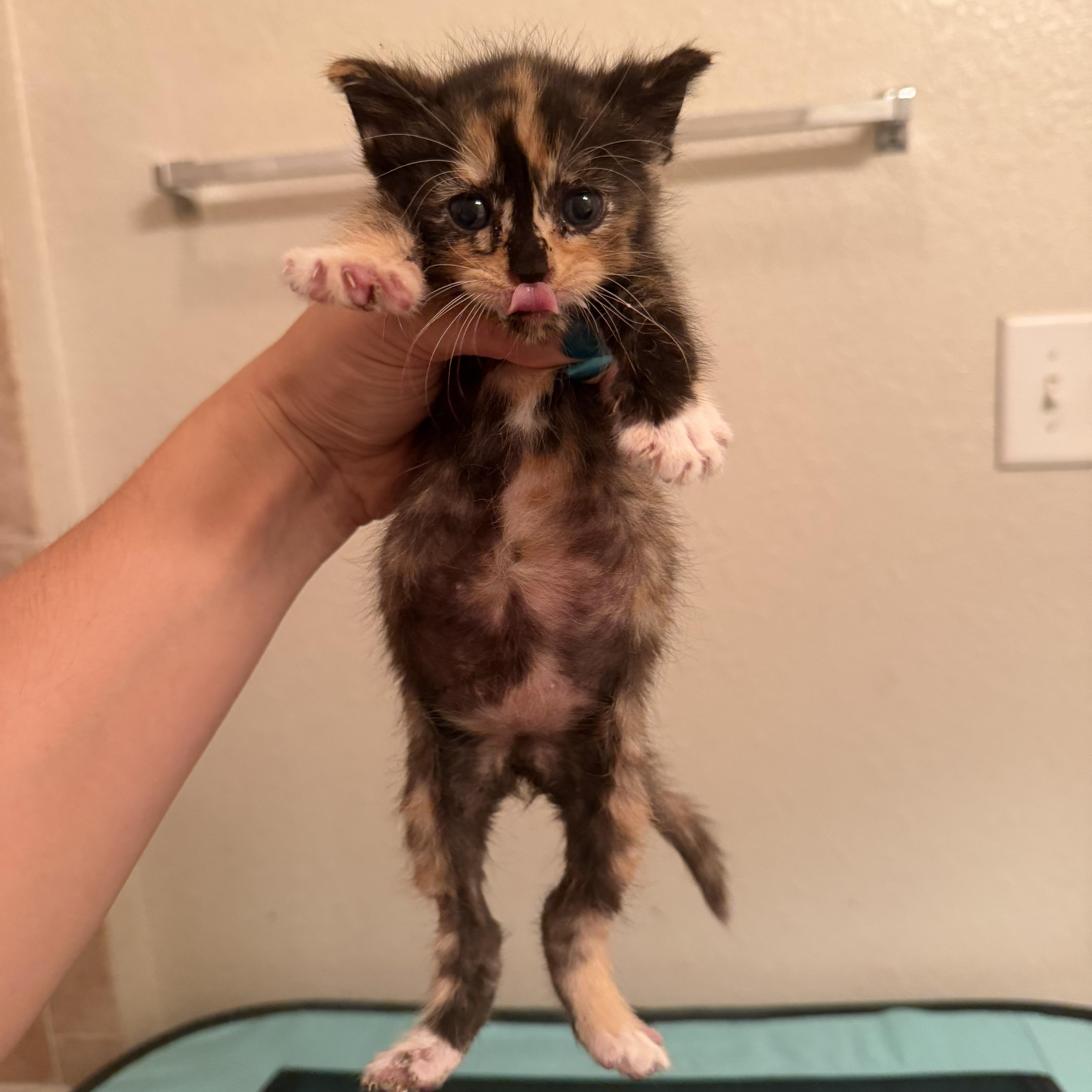 A baby medium-sized female Calico Domestic Short Hair cat named Lola for adoption in jacksonville, FL