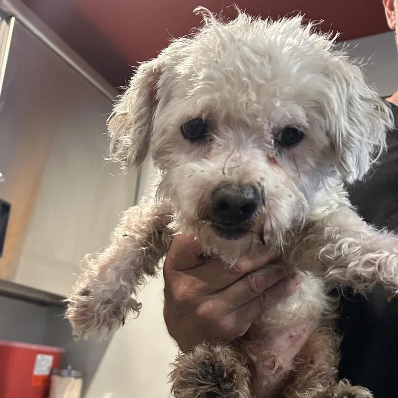 An adult small-sized male White / Cream Terrier dog named Dawdles for adoption in San Gabriel, CA