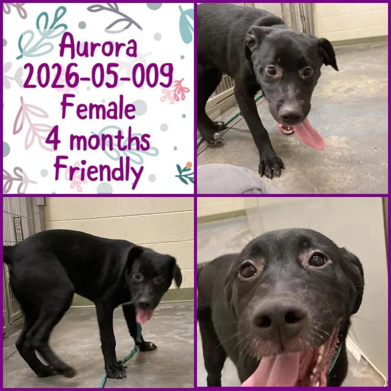 Aurora