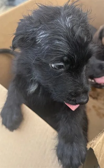 A baby small-sized male Shih Tzu dog named Bon for adoption in San Antonio, TX