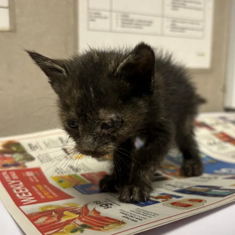 A baby small-sized female Black Domestic Short Hair cat named Bat for adoption in Yuma, AZ