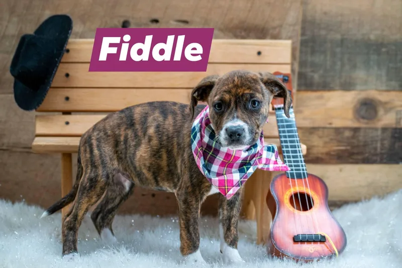 A baby small-sized female Brindle Hound dog named Fiddle for adoption in Sevierville, TN