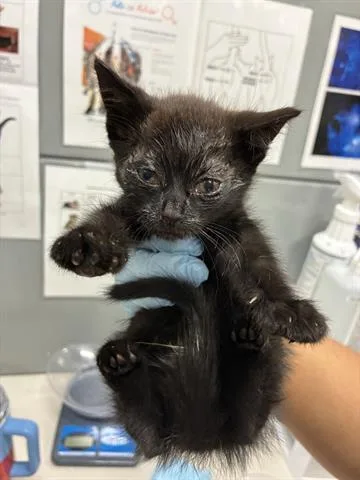 A baby small-sized female Domestic Short Hair cat named Inty for adoption in San Martin, CA