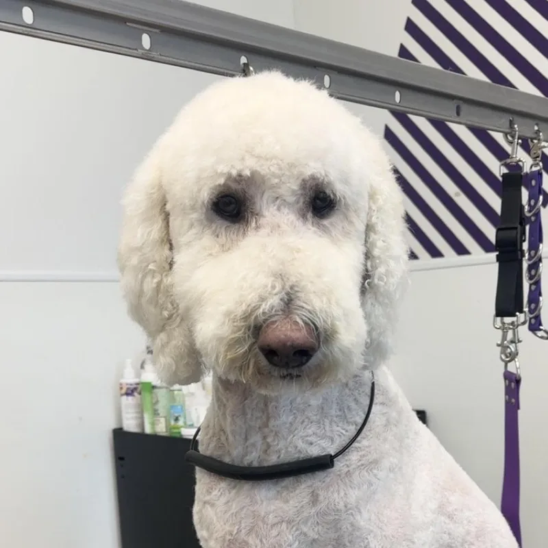 A young small-sized female White / Cream Standard Poodle dog named Minnie for adoption in Brooklyn, NY